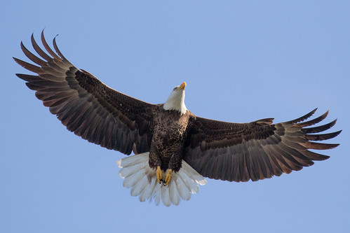 outdoor seaside shore sea sky nature wildlife 7dm2 canon florida bird flight bif eagle