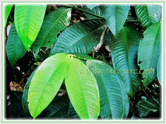 Leathery and petiolate leaves of Garcinia mangostana (Mangosteen, Purple Mangosteen, Manggis in Malay), 14 Dec 2017