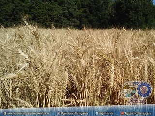 Ensayo de distintas variedades de trigo
