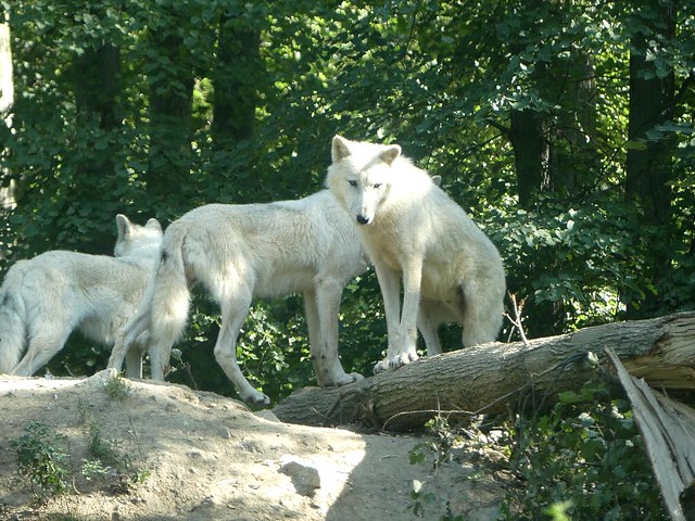 Polarwolf, Zoo Brno