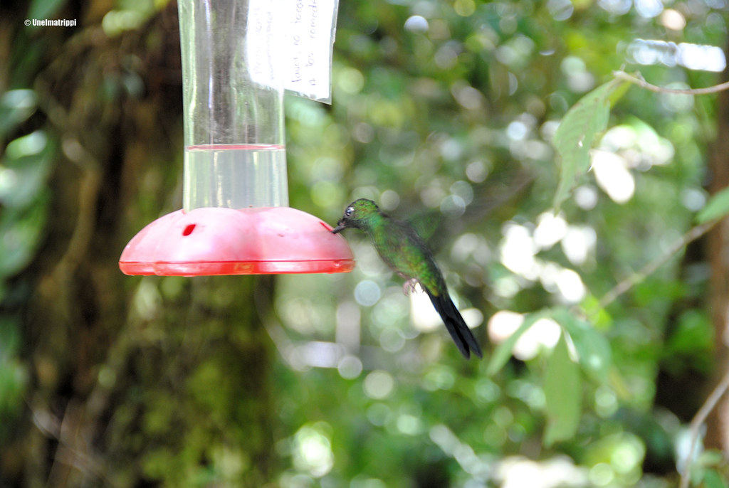 Kolibri luontokeskuksessa, Santa Elena, Monteverde, Costa Rica