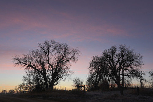 cottonwood tree plainscottonwood dawn sunrise hygiene colorado frost frosty landscape skycap