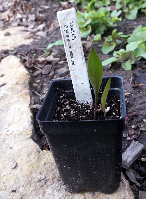 two trout lily leaves standing straight up in a square pot with a white plant marker