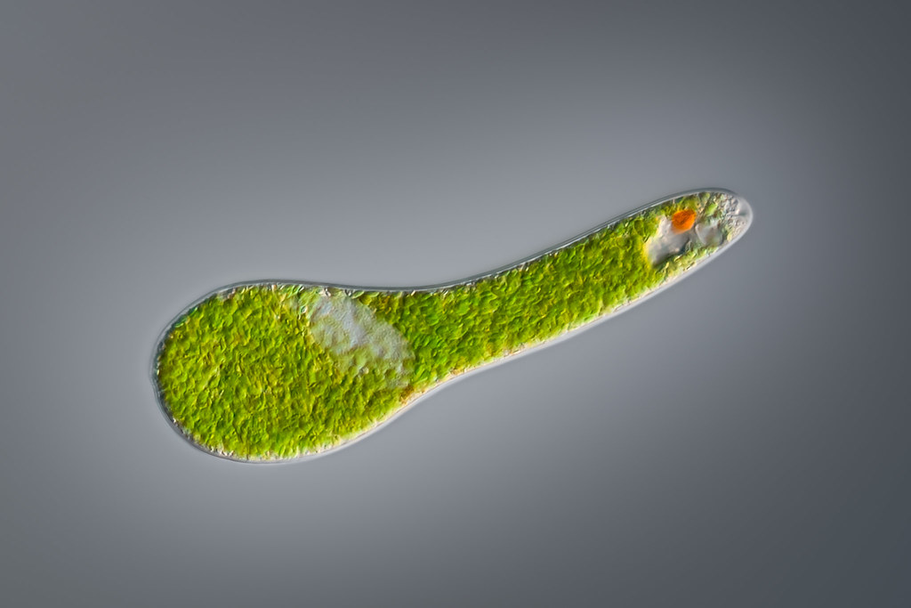  Euglena  Under  Microscope  4x Micropedia