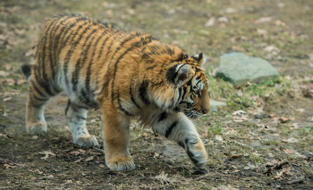 Amur Tiger_2