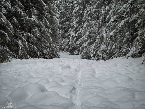 marshmallow land snow ellerygrain trees conifers bewcastlefells cumbria northernfells winter 2018 nature tracks panasoniclumixtz60 ©davidliddle ©camraman