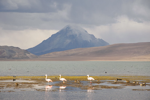 flamingop lago chungará lake chile mountain altiplano