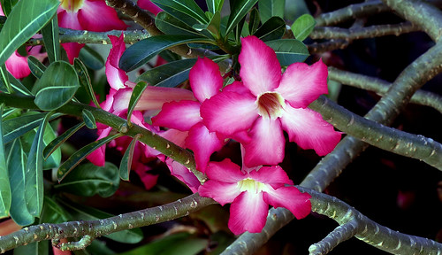 desertroseadeniumobesum flora bloom lumix nature flowers closeup pinkflowers fz200