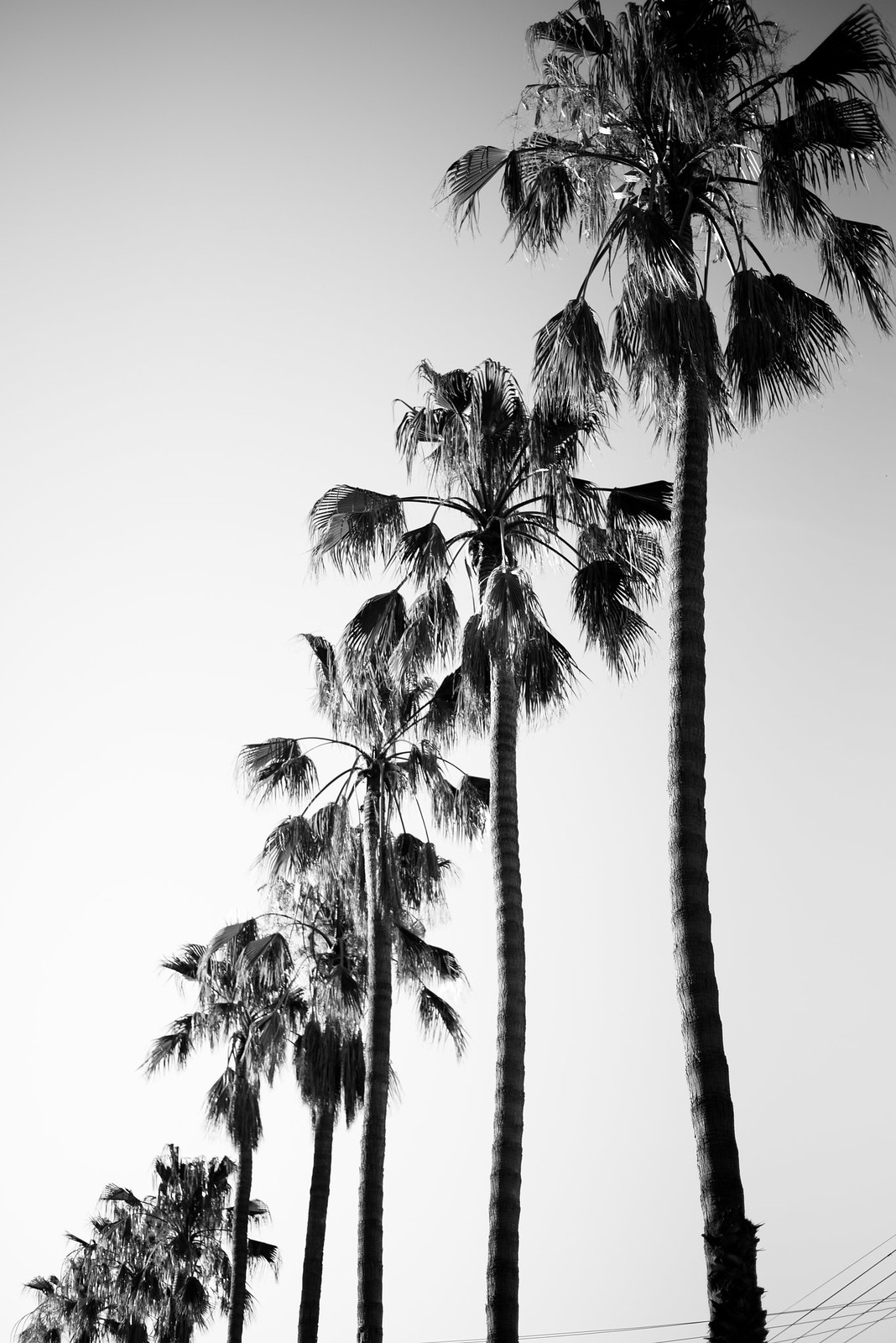 Black and White Palm Trees on juliettelaura.blogspot.com