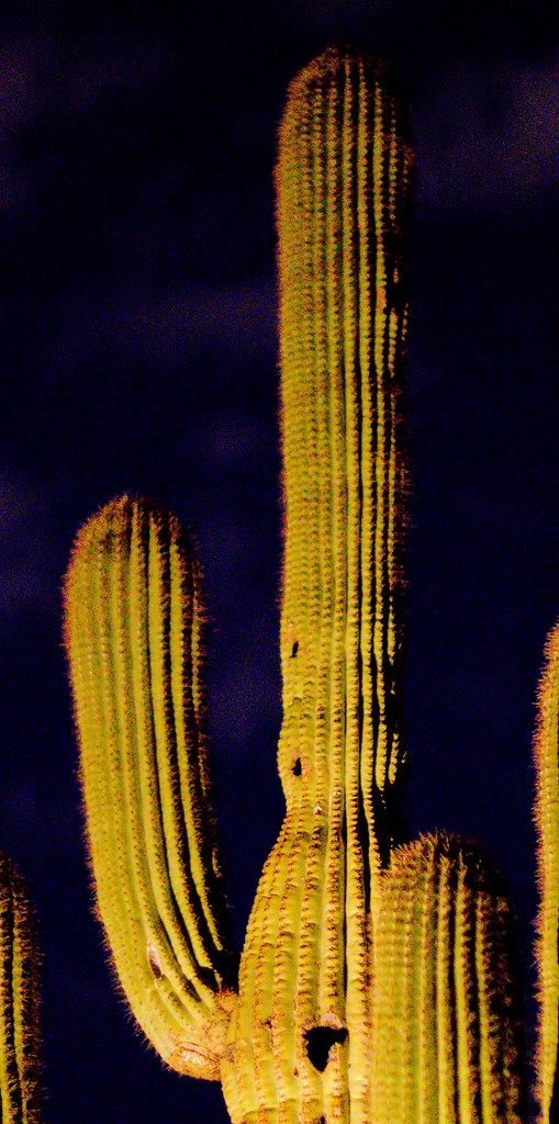 Cactus_11