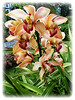 Cymbidium hybrid (Boat Orchid, Cymbidium Orchid))