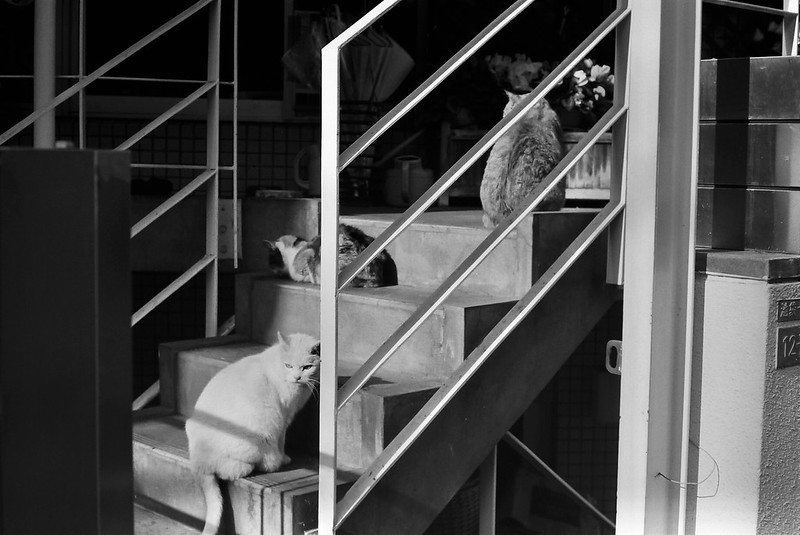 Leica M4+Summicron 50mm f2 0+Kodak 400TX池袋一丁目昭文社印刷所の猫 三段オチな猫