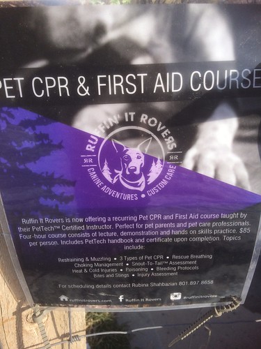 Pet first aid