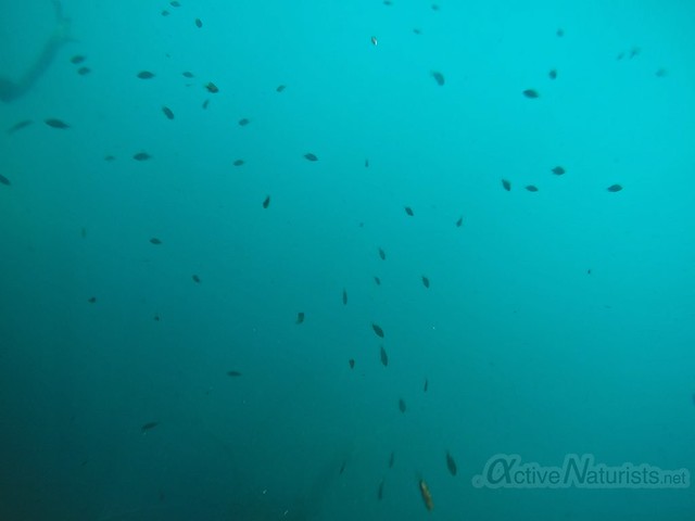 lake fish 0001 Cenote Azul, Chetumal, Quintana-Roo, Mexico