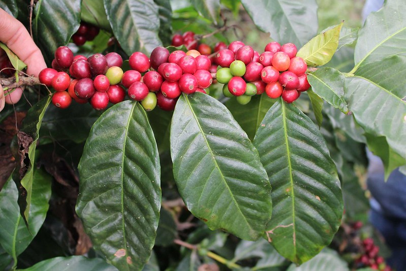 Cà phê Arabica - Nguồn gốc & Đặc tính Sinh học | Cà phê arabica ở Việt Nam - Helena., JSC: Cây cà phê Catuai ở Honduras