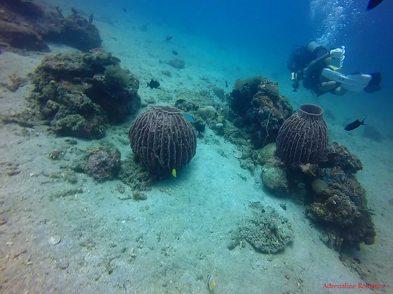 Giant barrel sponges