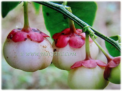 Beautiful monoecious fruits of Sauropus androgynus (Star Gooseberry, Sweet Leaf Bush, Sabah Vegetable, Katuk, Sayur Manis in Malay, March 7 2018