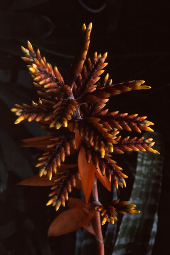 Flower On A Stalk - Ektachrome - 1985