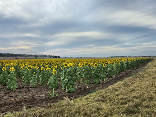 aubigny pittsworth canon eos eos5dmkiv sunflower sunflowers australia darlingdowns southqueensland