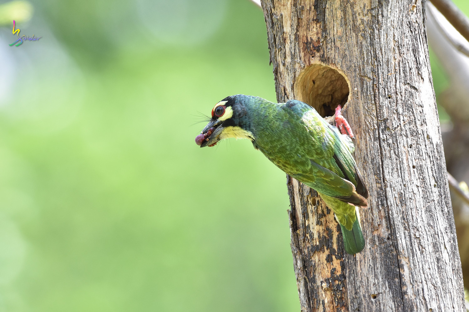 Coppersmith_Barbet_8305