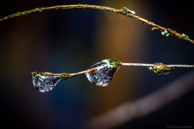 Frozen Droplets I (EM5B1056)
