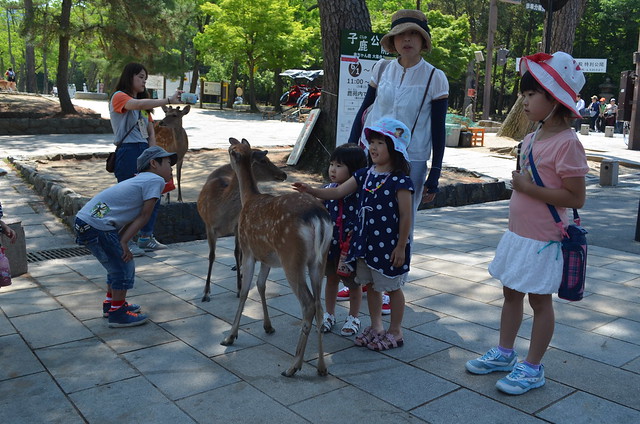 Deer Feeding and Todaiji Temple