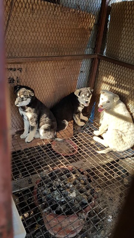 January 17, 2018 Update - Busan KAPCA closes down “meat dog” farm and rescues 27 dogs in Yangsan