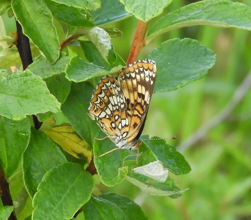 f17woo27 buzzardswamp forestcountypennsylvania chlosyneharrisii harrischeckerspot butterfly lep insect tracked
