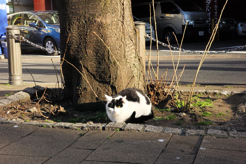 Leica M TYP240+Jupiter8 50mm f2.0池袋駅前公園の猫。黒ブチ