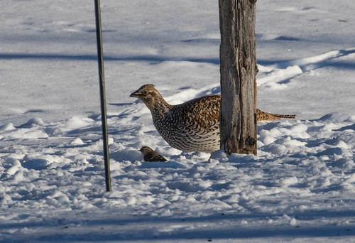 Sharp-tailed Grouse and his little buddy Common Redpoll