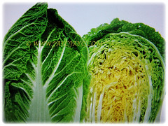 Cut opened Brassica pekinensis (Chinese Cabbage, Napa Cabbage, Peking Cabbage, Celery Cabbage) exposing its numerous layers, 12 Jan 2018