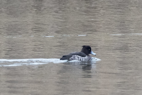 Wreck Pond: Tufted Duck, Female