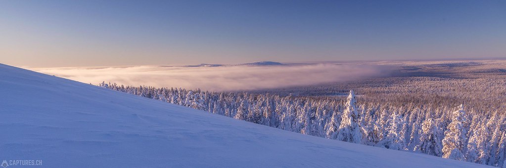 Endless forest - Lapland