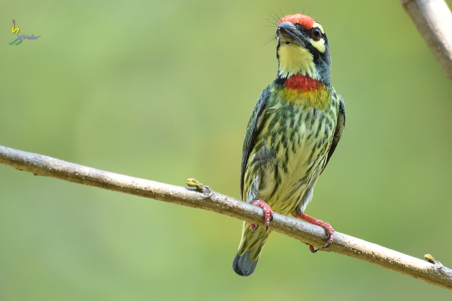 Coppersmith_Barbet_7637
