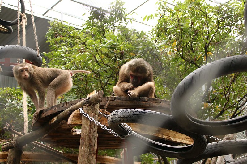 Hai Duong Pagoda macaques