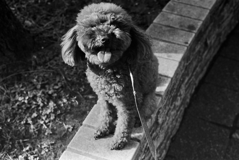 Leica M4+Summicron 50mm f2 0+Kodak 400TXうちの小春さん 池袋駅前公園でドヤ顔な犬