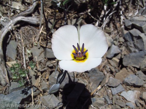 A sego lily along the Telescope Peak Trail, Death Valley National Park, California