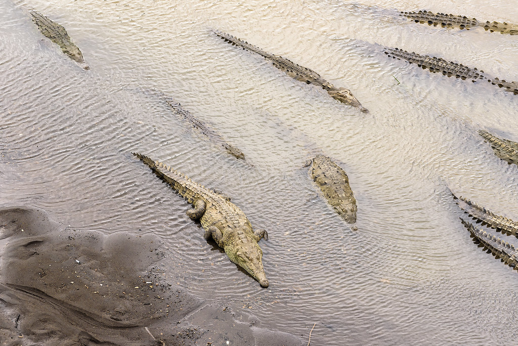 Crocodiles du rio Tarcoles pouvant atteindre plus de six mètres