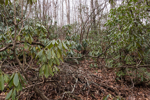 Downed rhododendrons