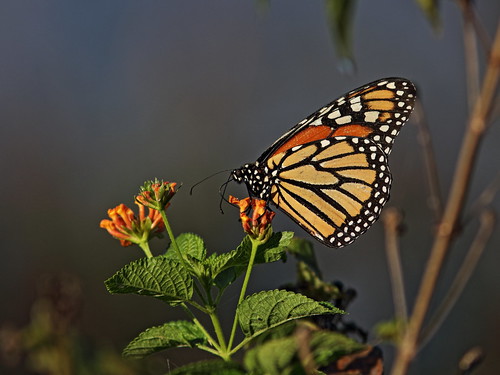 Monarch butterfly on Lantana 01-20180210