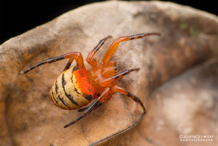 Marshmallow spider (Acusilas malaccensis) - DSC_0362