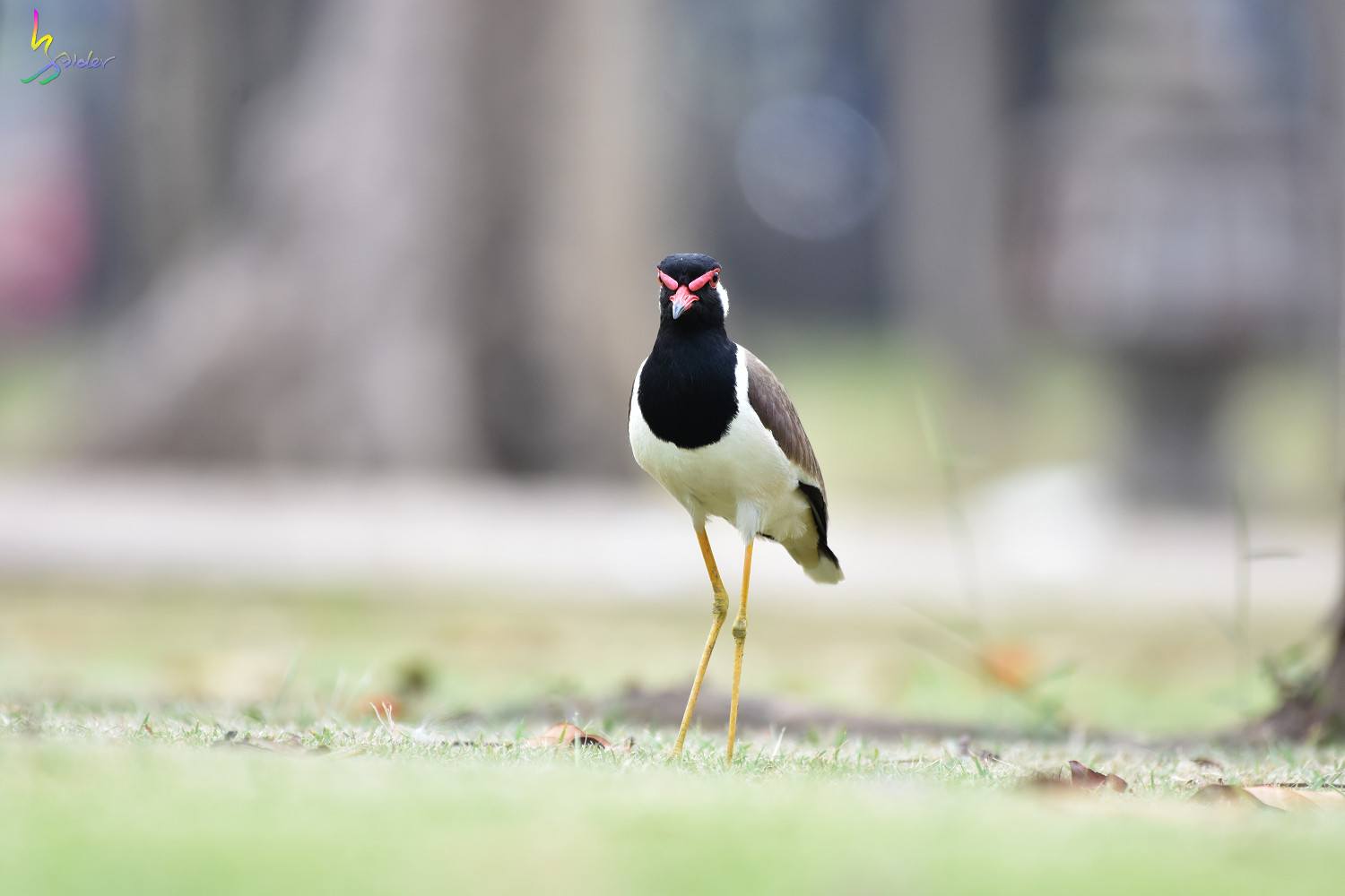 Red-wattled_Lapwing_4486
