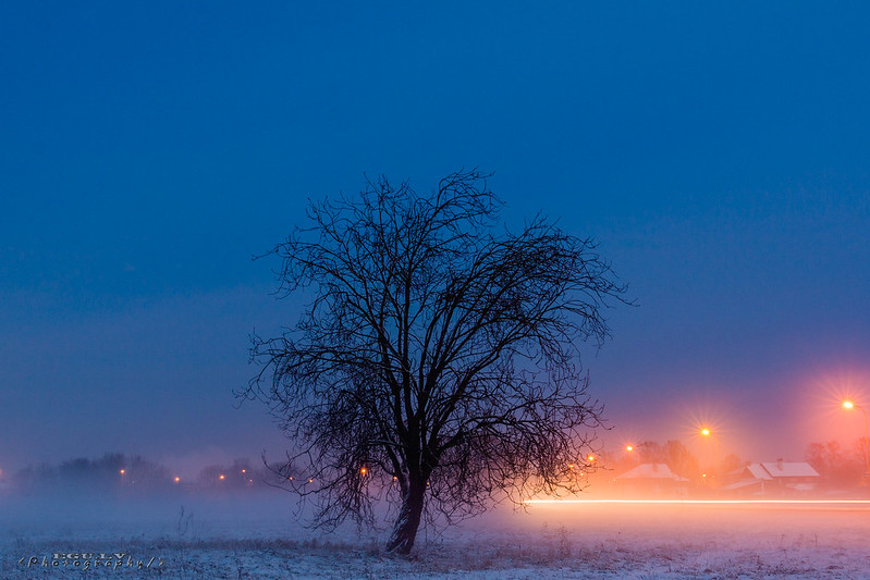 Foggy Winter Night