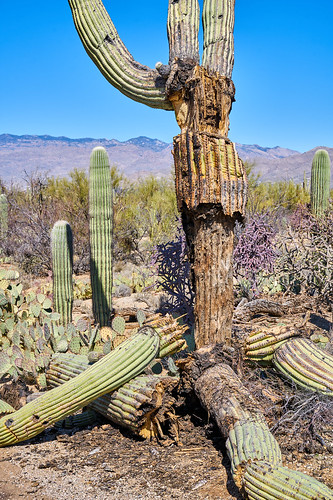 ilce7rm2 sel50m28 snp saguaronationalpark micaviewtrail saguarocactus