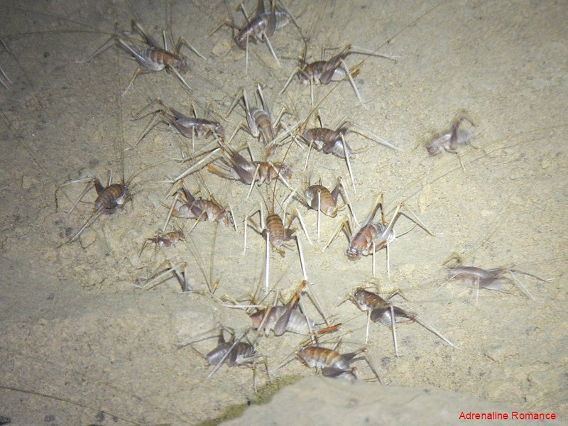 Cave crickets