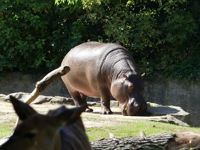 Flusspferd, Zoo Berlin