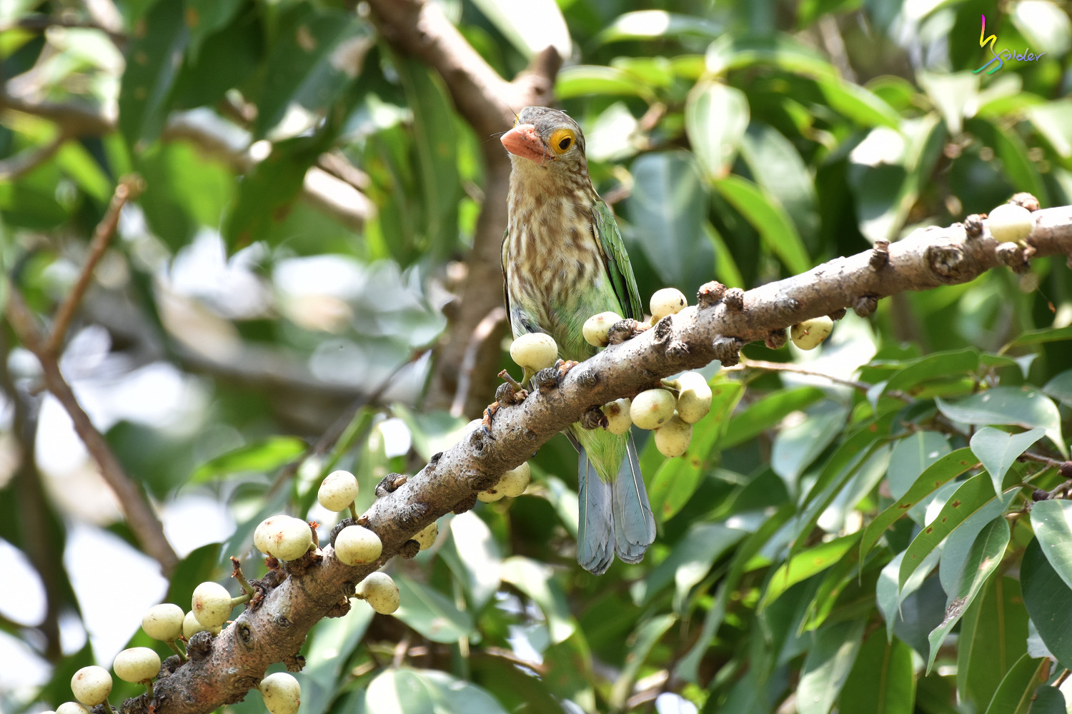 Lineated_Barbet_2945