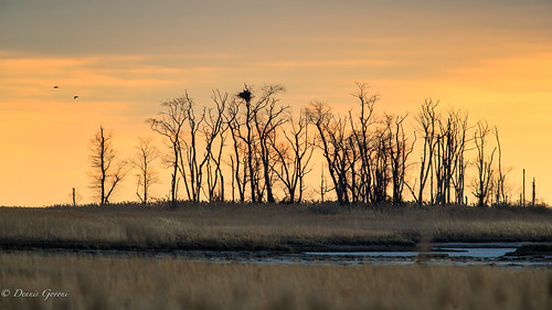 action background bird bombayhook delaware eagle landscape nest raptor sunrise wildlife winter smyrna unitedstates us