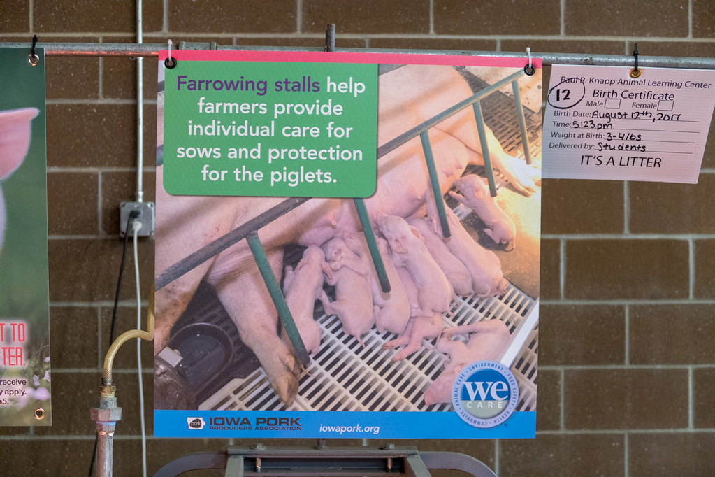 Sign describing baby pigs at Iowa State Fair