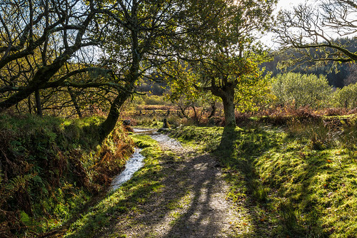 dartmoor dartmoornationalpark deancombearea devon englanduk narratorbrookarea trees uk westcountry autumn tracks countrytracks westcountryuk